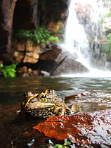 Cape river frog (Amietia fuscigula) resting near waterfall, Cederberg, South Africa, December.