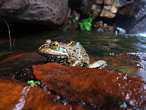 Cape river frog (Amietia fuscigula) resting on rock, Cederberg, South Africa, December.