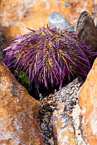 Cape sea urchin (Parechinus angulosus) on rock, Cape Province, South Africa, December.