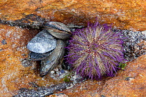 Cape sea urchin (Parechinus angulosus) and Mediterranean mussels (Mytilus galloprovincialis) on rock, Cape Province, South Africa, December.