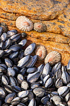Mediterranean mussels (Mytilus galloprovincialis) and limpets on rock, Cape Province, South Africa, December.