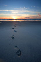 Human footprints in wet sand, Sennen Cove, Cornwall, UK, September.