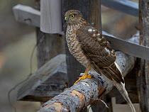 Eurasian sparrowhawk (Accipiter nisus) perched on branch, Bulgaria, January.