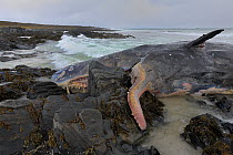 Sperm whale (Physeter macrocephalus) dead male washed up on beach, Slettnes, Varanger, Norway, May.