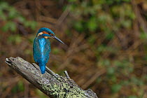 Common kingfisher (Alcedo atthis) perched on branch, Le Teich, Gironde, France, September.