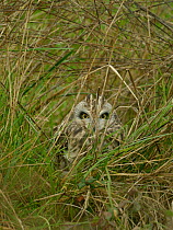 Long-eared owl (Asio flammeus) in grass, Breton Marsh, Vendee, France, December.
