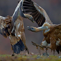 Griffon vulture (Gyps fulvus) fighting, Rhodopes, Bulgaria, January.
