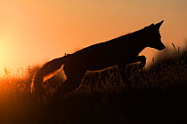 European red fox (Vulpes vulpes crucigera) running, backlit at sunset. The Netherlands. August