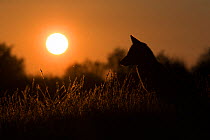European red fox (Vulpes vulpes crucigera) backlit at sunset in grass, The Netherlands. August
