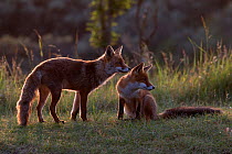 European red fox (Vulpes vulpes crucigera) two foxes backlit at dusk. The Netherlands. July.