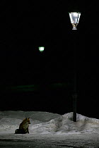 European red fox (Vulpes vulpes crucigera) foraging at night on road lit by streetlights. Gran Paradiso National Park, Italy. December