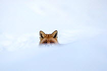 European red fox (Vulpes vulpes crucigera) in deep snow, with just eyes and ears visible above snow. Gran Paradiso National Park, Italy. December