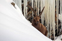 Alpine ibex (Capra ibex) male in deep snow with icicles behind, Gran Paradiso National Park, Italy. December