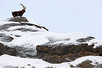 Alpine ibex (Capra ibex) male standing on a ridge. Gran Paradiso National Park, Italy. December