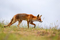 European red fox (Vulpes vulpes crucigera) walking with head hunched down. The Netherlands. June