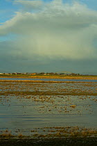 Steart Marshes Wildfowl and Wetland Trust Nature Reserve, agricultural land transformed into wetland reserve, Somerset, UK, February 2015.   This area has been allowed to flood by the WWT and the Envi...