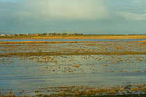 Steart Marshes Wildfowl and Wetland Trust Nature Reserve, agricultural land transformed into wetland reserve, Somerset, UK, February 2015.  This area has been allowed to flood by the WWT and the Envir...