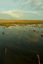 Steart Marshes Wildfowl and Wetland Trust Nature Reserve, agricultural land transformed into wetland reserve, Somerset, UK, February 2015.   This area has been allowed to flood by the WWT and the Envi...