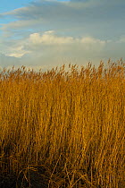 Common reed (Phragmities communis), Steart Marshes Wildfowl and Wetland Trust, Somerset, UK, February 2015.   This area has been allowed to flood by the WWT and the Environment Agency to create new sa...