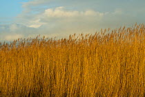 Common reed (Phragmities communis), Steart Marshes Wildfowl and Wetland Trust, Somerset, UK, February 2015.  This area has been allowed to flood by the WWT and the Environment Agency to create new sal...