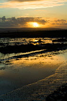 Sunset over Steart Marshes Wildfowl and Wetland Trust Nature Reserve, agricultural land transformed into wetland reserve, Somerset, UK, February 2015.  This area has been allowed to flood by the WWT a...