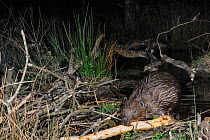 Eurasian beaver (Castor fiber) placing a branch stripped of bark on its dam in woodland enclosure at night, Devon Beaver Project, run by Devon Wildlife Trust, Devon, UK, April. Taken by a remote camer...