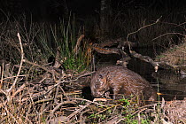 Eurasian beaver (Castor fiber) arranging sticks on its dam in woodland enclosure at night, Devon Beaver Project, run by Devon Wildlife Trust, Devon, UK, April. Taken by a remote camera trap.
