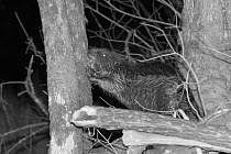 Eurasian beaver (Castor fiber) male using its teeth to strip bark from a Willow tree (Salix sp.) in woodland enclosure at night, Devon Beaver Project, run by Devon Wildlife Trust, Devon, UK, April. Ta...