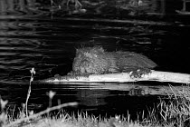 Eurasian beaver (Castor fiber) holding a stick with its front feet and gnawing off the bark. At feeding station at the margin of pond in woodland enclosure at night. Devon Beaver Project, run by Devon...