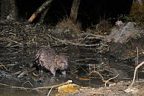Female Eurasian beaver (Castor fiber) standing at feeding station, at margin of its pond with its lodge in the background. Taken in woodland enclosure at night, Devon Beaver Project, run by Devon Wild...