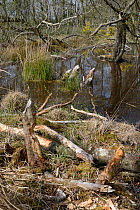 Small trees felled by Eurasian beavers (Castor fiber) and branches stripped of bark at a feeding station at the margin of a beaver pond. Taken within a large woodland enclosure, Devon Beaver Project,...