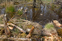 Small trees felled by Eurasian beavers (Castor fiber) and branches stripped of bark at a feeding station at the margin of beaver pond, in woodland enclosure, Devon Beaver Project, Devon Wildlife Trust...