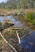 Branches stripped of bark by Eurasian beavers (Castor fiber) at a feeding station at the margin of a beaver pond within a large woodland enclosure, Devon Beaver Project, Devon Wildlife Trust, Devon, U...