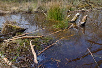 Branches stripped of bark by Eurasian beavers (Castor fiber) at feeding station at the margin of beaver pond within woodland enclosure, Devon Beaver Project, Devon Wildlife Trust, Devon, UK, April 201...