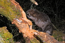 Eurasian beaver (Castor fiber) gnawing the trunk of a Willow tree (Salix sp.) in woodland enclosure at night. Devon Beaver Project, run by Devon Wildlife Trust, Devon, UK, April. Taken by a remote cam...