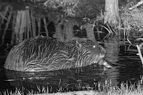 Eurasian beaver (Castor fiber) holding a stick in a front foot and gnawing off the bark. At feeding station at the margin of pond in woodland enclosure at night. Devon Beaver Project, run by Devon Wil...