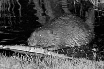 Eurasian beaver (Castor fiber) holding and rolling a cut branch with its front feet and gnawing off the bark. At feeding station at the margin of pond in woodland enclosure at night. Devon Beaver Proj...
