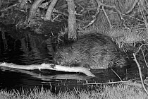 Eurasian beaver (Castor fiber) holding and rolling a cut branch with its front feet and gnawing off the bark. At feeding station at the margin of pond in woodland enclosure at night. Devon Beaver Proj...