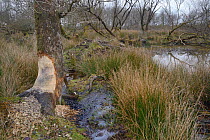 Willow tree (Salx sp.) gnawed by Eurasian beavers (Castor fiber) with their lodge and pond in the background within a large woodland enclosure, Devon Beaver Project, Devon Wildlife Trust, Devon, UK, F...