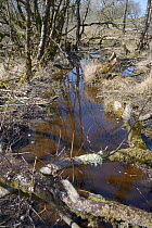 Canal made by Eurasian beavers (Castor fiber) in marshy woodland, within a large woodland enclosure, Devon Beaver Project, Devon Wildlife Trust, Devon, UK, April 2015.