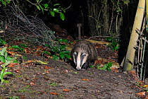 Wet European badger (Meles meles) entering a garden through a break in a fence on a rainy night, Wiltshire, UK, March.  Taken by a remote camera trap.