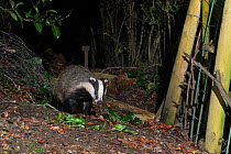 European badger (Meles meles) entering a garden through a break in a fence at night, Wiltshire, UK, March.  Taken by a remote camera trap.
