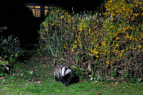 European badger (Meles meles) crossing a garden lawn soon after dark close to a house and flowering Forsyhia hedge, Wiltshire, UK, April.  Taken by a remote camera trap.
