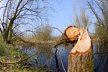 Young Willow tree (Salix sp.) felled by Eurasian beavers (Castor fiber), Gloucestershire, UK, April.