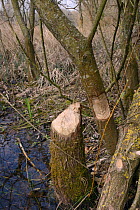 Young Willow trees (Salix sp.) felled and gnawed by Eurasian beavers (Castor fiber), Gloucestershire, UK, April.