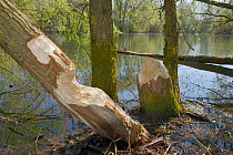 Willow trees (Salix sp.) gnawed and felled by Eurasian beavers (Castor fiber), Wiltshire, UK, April.
