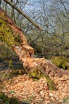 Willow tree (Salix sp.) heavily gnawed by Eurasian beavers (Castor fiber) within a large woodland enclosure, Devon Beaver Project, Devon Wildlife Trust, Devon, UK, April.
