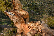 Willow tree (Salix sp.) trunk heavily gnawed by Eurasian beavers (Castor fiber) within a large woodland enclosure, Devon Beaver Project, Devon Wildlife Trust, Devon, UK, April.