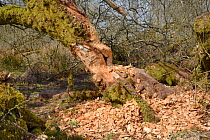 Willow tree (Salix sp.) heavily gnawed by Eurasian beavers (Castor fiber) within a large woodland enclosure, Devon Beaver Project, Devon Wildlife Trust, Devon, UK, April.