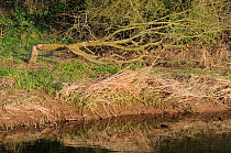 Tree felled by Eurasian beavers (Castor fiber) on the banks of the River Otter, Devon, UK, March.